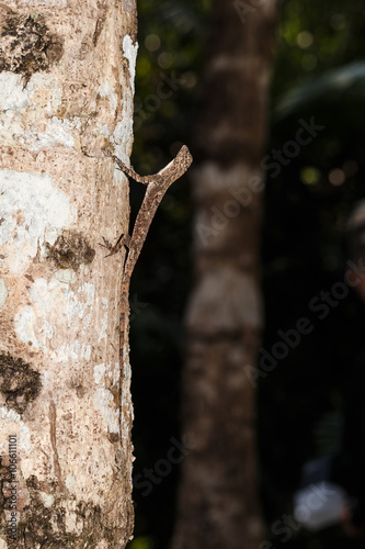 Spotted flying dragon or Orange-winged flying lizard (Draco macu photo