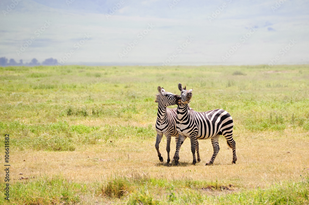 Naklejka premium Two zebras walking side by side on savanna, Ngorongoro Crater, Tanzania, East-Africa.