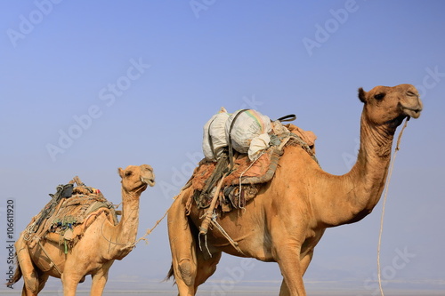Camel caravan led by afar herders. Danakil-Ethiopia. 0268 © rweisswald