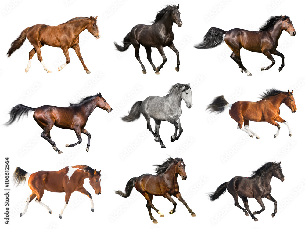 Fototapeta premium Kolekcja koni na białym tle na białym tle