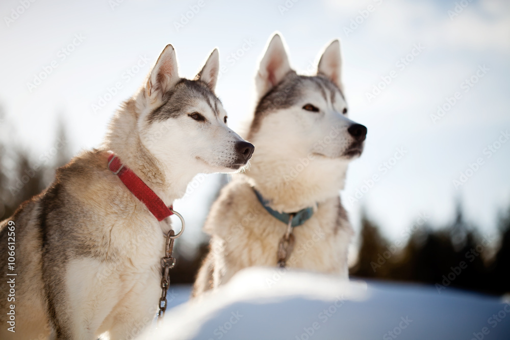 Huskies