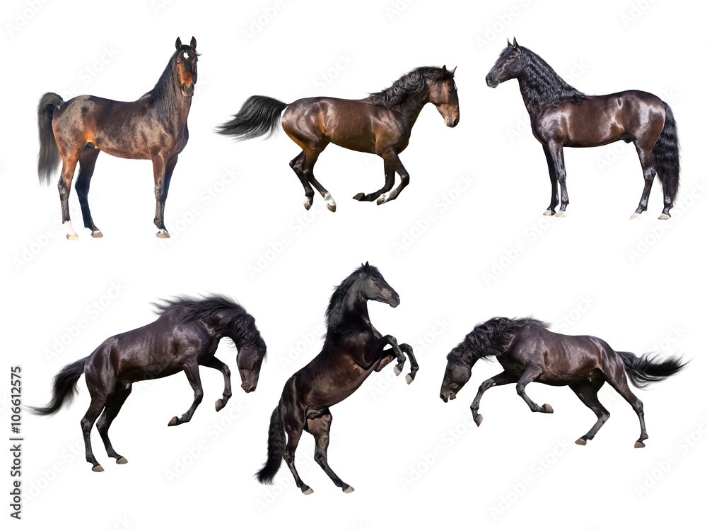 Fototapeta premium Horses collection isolated on the white background