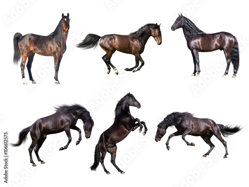 Horses collection isolated on the white background