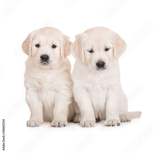 two golden retriever puppies sitting on white