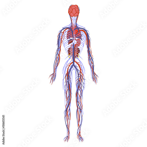 nervous venous digestive respiratory system and skeletal system