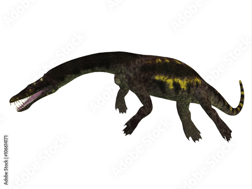 Nothosaurus Side Profile - Nothosaurus was a semi-aquatic carnivorous reptile that lived in the Triassic Period of North Africa  Europe and China.