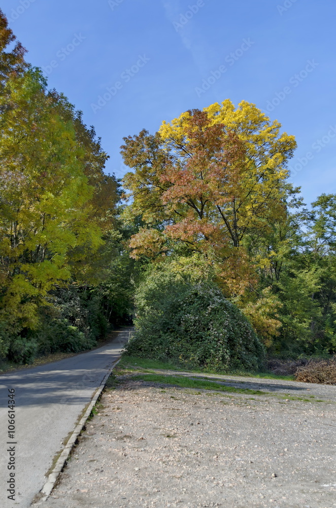 Color trees in autumn, Bulgaria