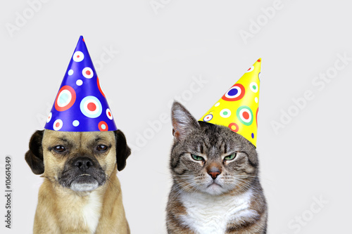 Faschingsmuffel: Hund und Katze mit Partyhütchen und schlechter Laune