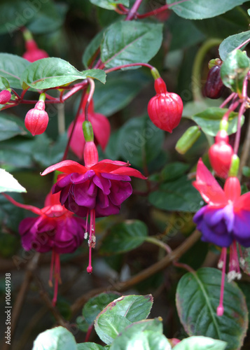 Fuschia flower, purple and pink flowers close up