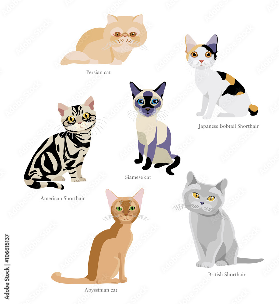 skærm Fremmed præst Different breeds of cats: Persian, Japanese Bobtail Shorthair, Siamese,  American Shorthair, Abyssinian, British Shorthair isolated on white  background Stock Vector | Adobe Stock