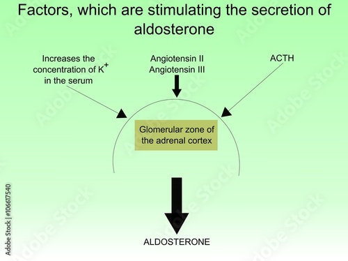 The secretion of aldosterone 