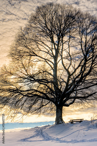 bench under a tree (129)