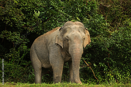 Elefant im Dschungel © christianthiel.net
