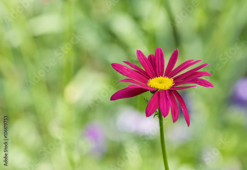 Purple marguerite - spring flower