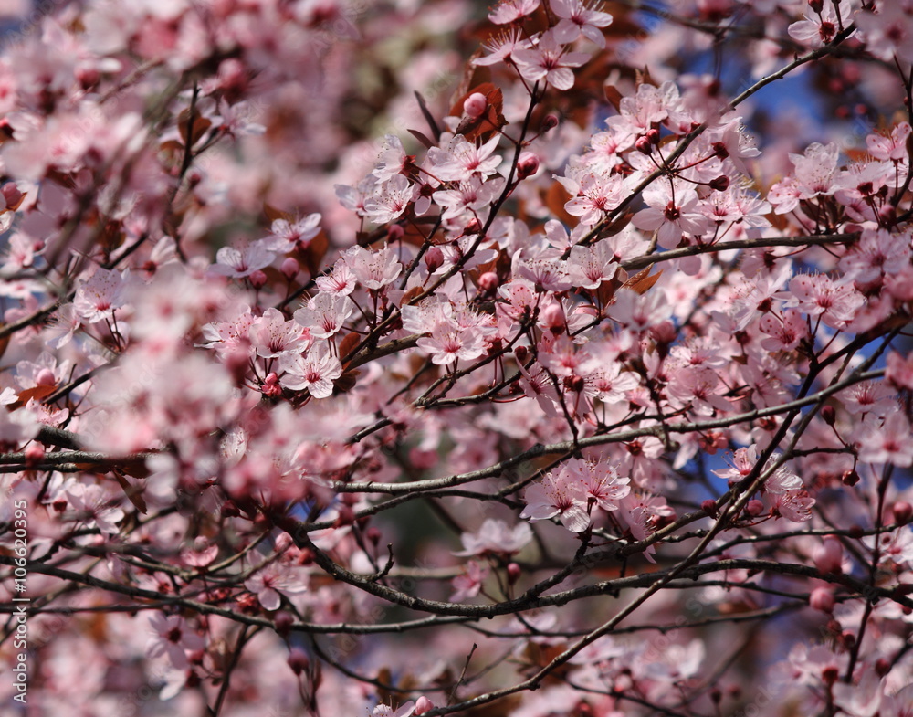 Beautiful blossom of a tree with flowers and branches sway in a breeze Beautiful blossom of a tree with flowers and branches sway in a breeze