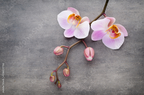 Fototapeta Naklejka Na Ścianę i Meble -  Spa orchid theme objects on grey background.