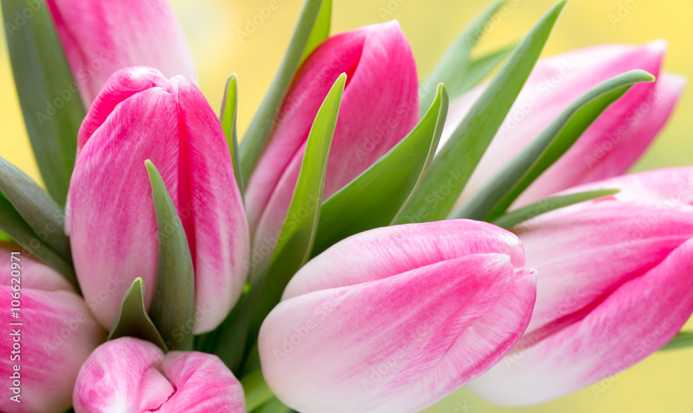 Spring flowers. Tulip bouquet on the bokeh background.