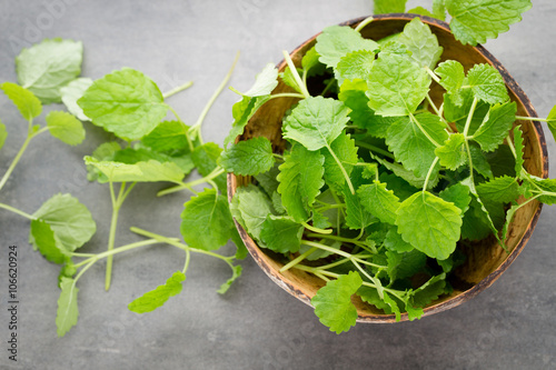 Fresh raw mint leaves on gray background.