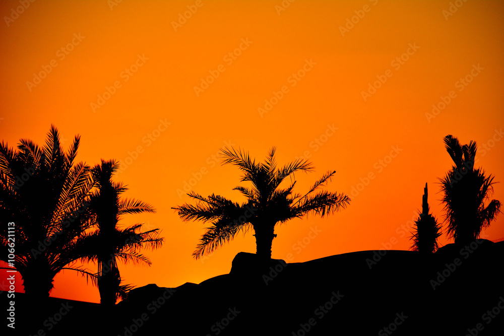 Palme Sonnenuntergang