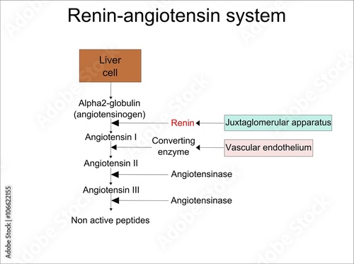 Renin angiotensin system