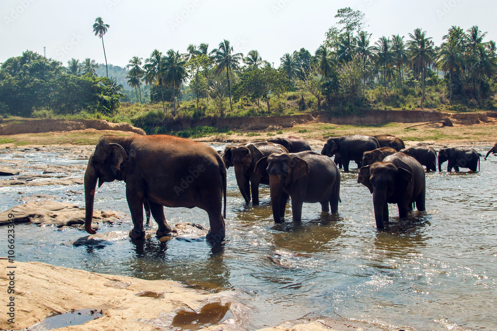 Naklejka premium herd of wild elephants