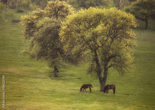 wild horses in spring