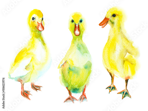 Slika na platnu Watercolor painting. Little ducklings on a white background.
