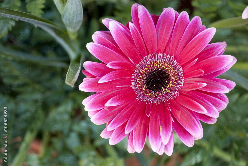 Fototapeta premium pink flower wedding