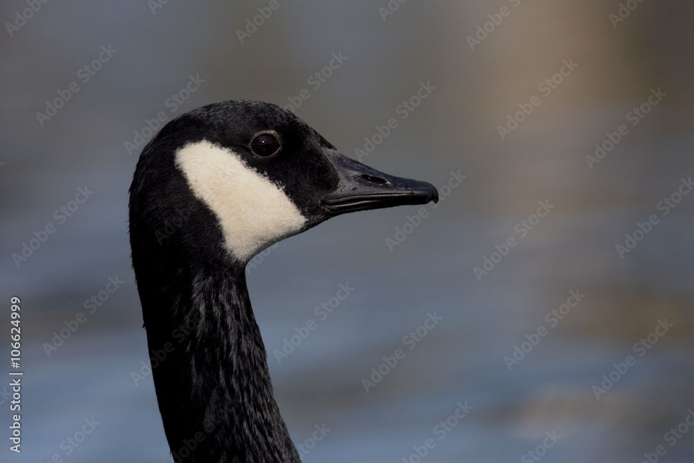 Canada Goose, Branta canadensis Canada Goose, Branta canadensis