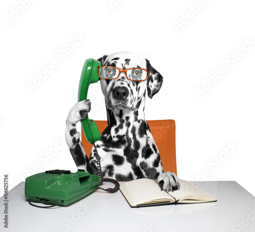 dog is talking over the telephone