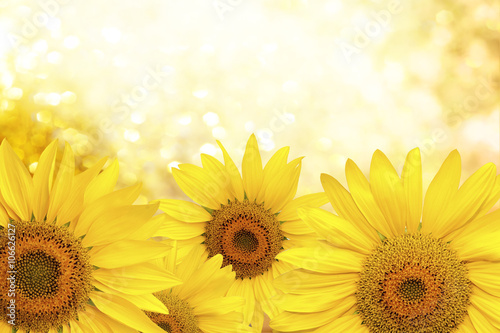 Fototapeta Naklejka Na Ścianę i Meble -  Sunflower natural background