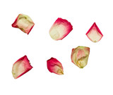 Dried delicate pink petals of rose flowers. Isolated.