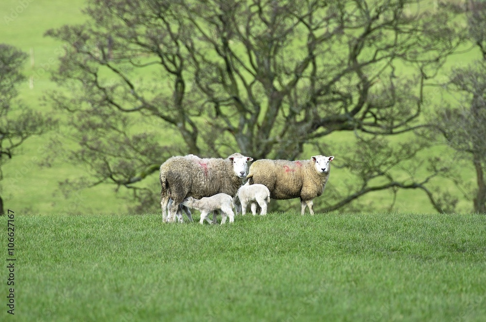 Obraz premium Mums and the new lambs