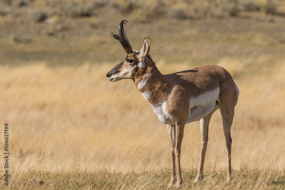 Fototapeta premium Pronghorn Antelope Buck