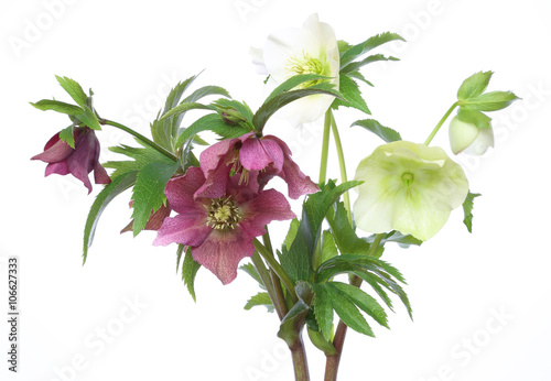 Fototapeta Naklejka Na Ścianę i Meble -  クリスマスローズ