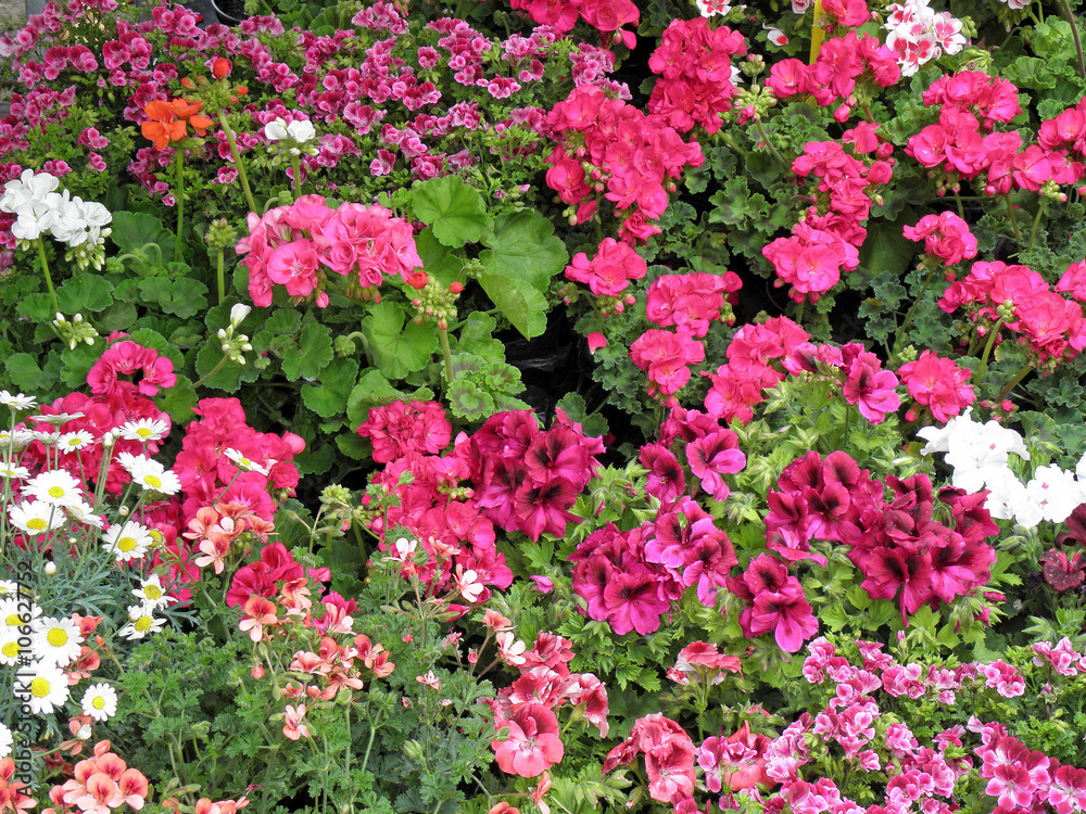 Fototapeta premium Florart 2015., colourful flowers, Zagreb, Croatia, Europe, 3