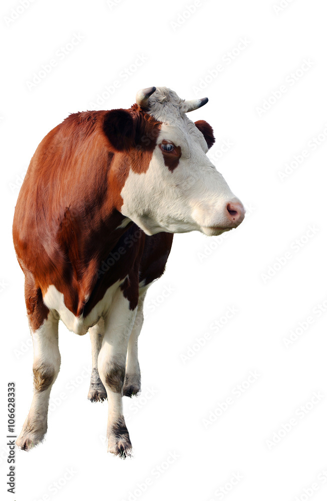 brown cow isolated on white background brown cow isolated on white background