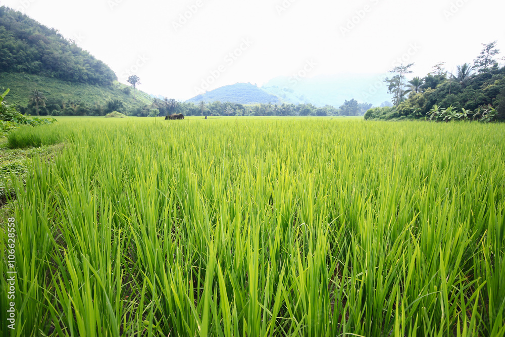Paddy rice field background. Paddy rice field background.