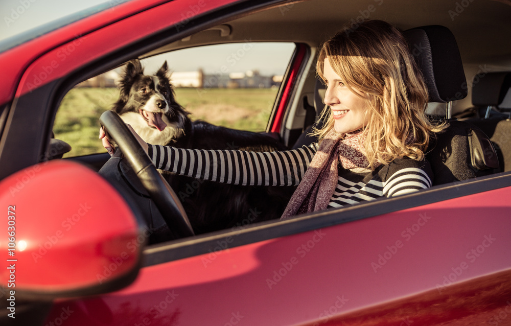 Happy woman driving the car with her border collie dog