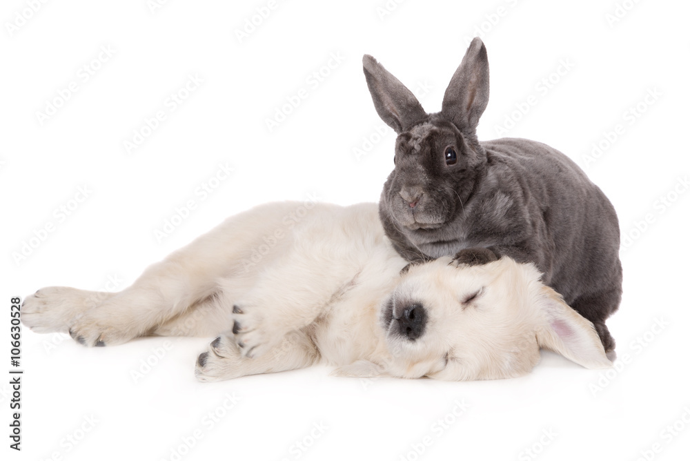 Fototapeta premium rabbit sitting on a sleeping puppy