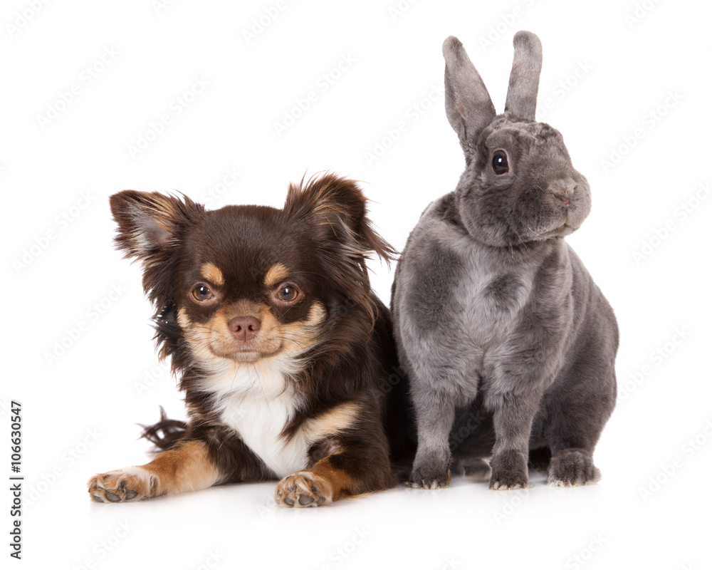 brown chihuahua dog with a rex rabbit brown chihuahua dog with a rex rabbit
