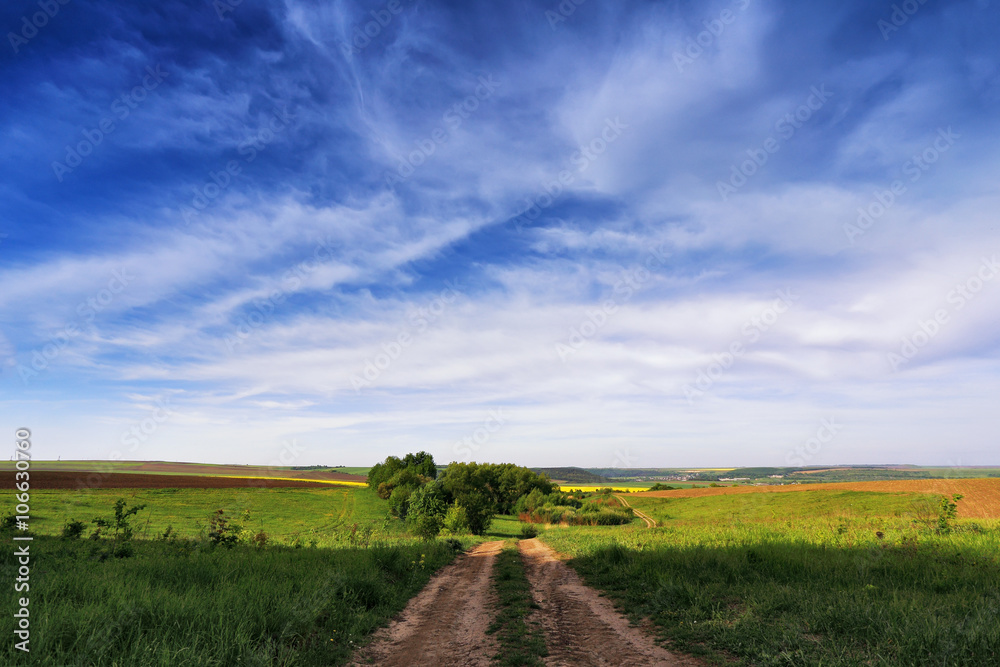 Obraz premium Spring colza fields. Blooming yellow flowers