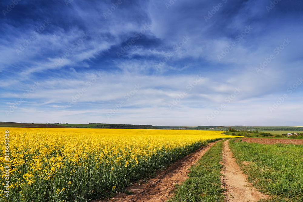 Spring colza fields. Blooming yellow flowers Spring colza fields. Blooming yellow flowers