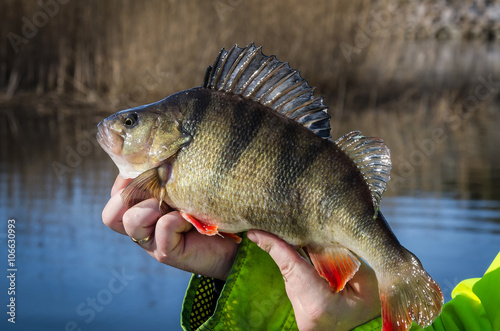 Fresh caught big perch