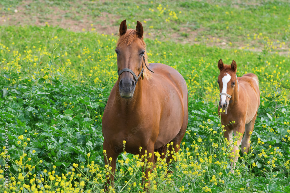 Foal with a mare Foal with a mare