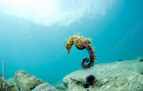 Here it is where you hide the seahorse photo