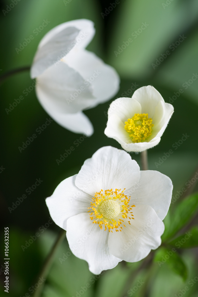 Beautiful Spring White Flowers Beautiful Spring White Flowers