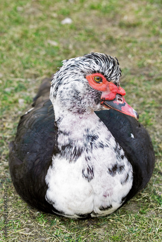 Portrait of a Muscovy duck  Cairina moschata