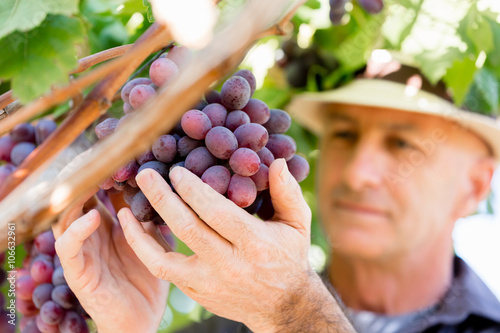 Man standing in vineyard