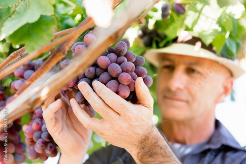 Slika na platnu Man standing in vineyard